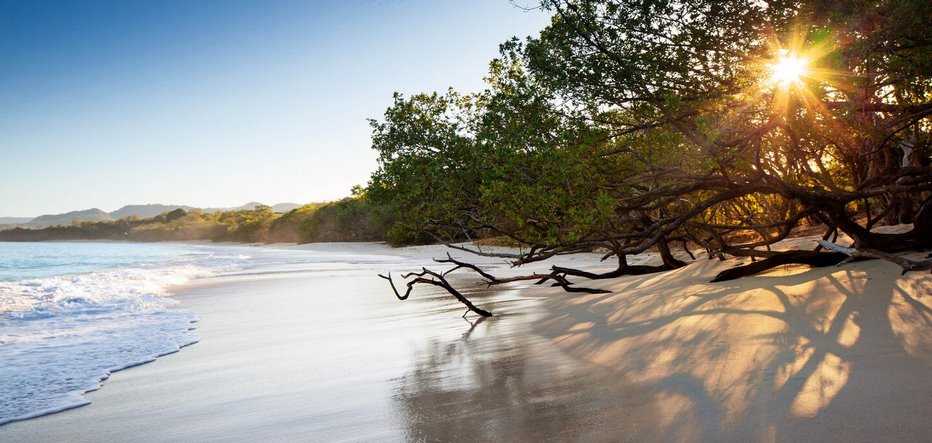 Le Guanacaste